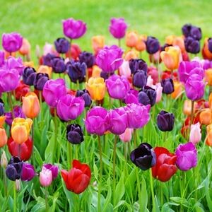 It's A Spring Thing!